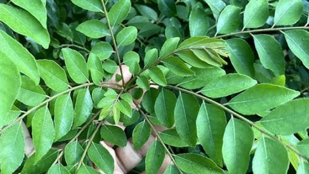 घर पर उगाएं हरा-भरा करी पत्ते का पौधा, इस्तेमाल की हुई चाय पत्ती से बन जाएगी खाद, बेहद आसान है तरीका