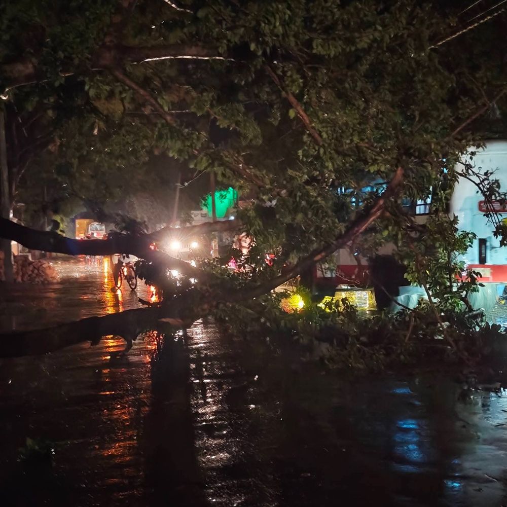 मढ़ौरा में आंधी से मुख्य मार्ग पर पेड़ गिरा:छपरा-मढ़ौरा रोड बाधित, क्षेत्र की बिजली कटी