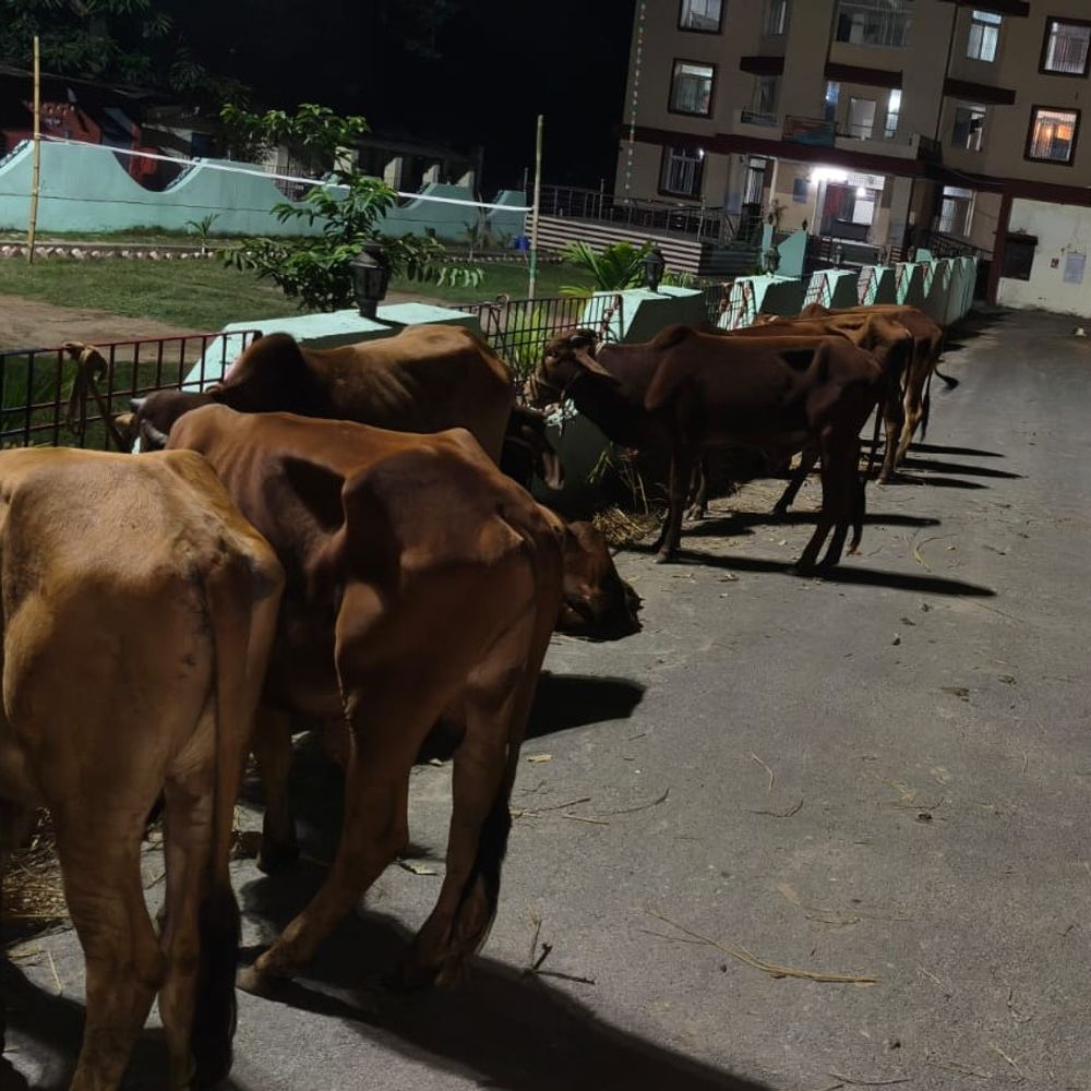 किशनगंज में 12 मवेशी जब्त:क्रूरतापूर्वक ले जा रहा पिकअप चालक गिरफ्तार, जनता से तस्करी को रोकने में सहयोग की अपील