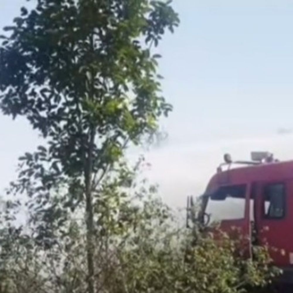 अनूपपुर के जंगल में लगी आग पर काबू:वन विभाग के अधिकारी बोले- बीड़ी से आगजनी की आशंका