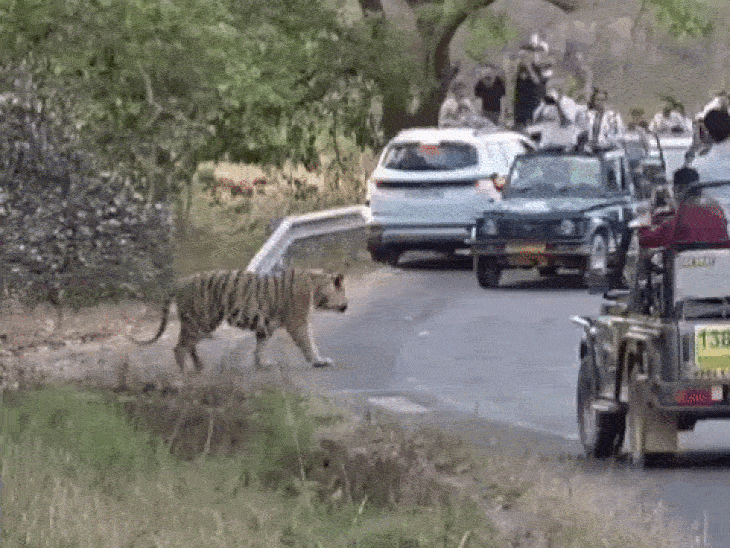 सड़क पार करते बाघ के नजदीक पहुंच बनाया वीडियो:बैरियर एंट्री के आधार पर जांच में जुटा प्रबंधन; चिन्हित लोगों से पूछताछ के बाद होगी कार्रवाई