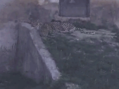 पंजाब में बेजुबानों पर टैंपरेचर अटैक:चिड़ियाघर में तेंदुओं को ग्लूकोज, पक्षियों के बाड़े ग्रीन नेट से कवर