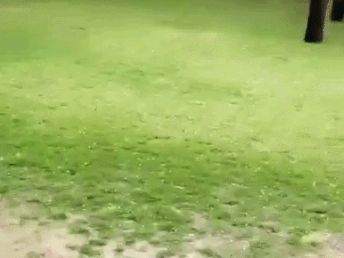 मोगा में बदला मौसम का मिजाज, ओले गिरे:हल्की बारिश, तेज हवा के कारण जमीन पर गिरी गेहूं की फसल, किसान परेशान