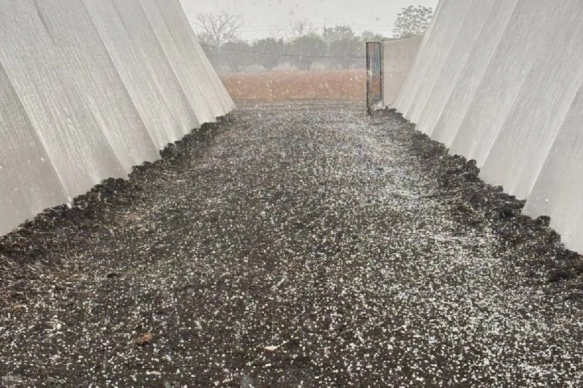 MP के राजगढ़ में बेमौसम बारिश और ओलावृष्टि, धरती पर बिछी सफेद चादर, देखें तस्वीरें