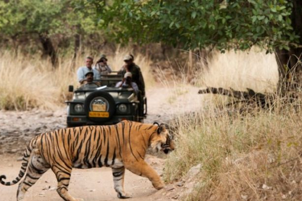 भोपाल के वन विहार में जल्द शुरू होगी नाइट सफारी, रात में घने जंगल में 13 किमी घूम सकेंगे पर्यटक