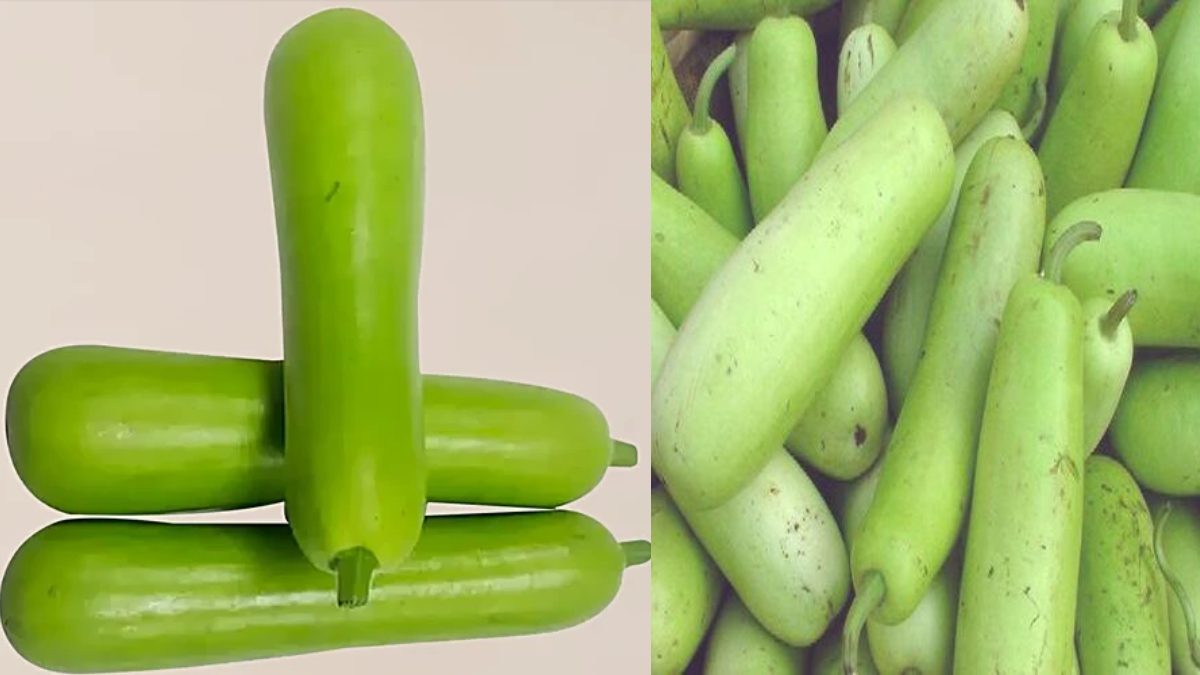 ताजा और बासी लौकी की पहचान कैसे करें, कौन सी लौकी जल्दी गलती है, खरीदते इन टिप्स से मिलेगी मदद