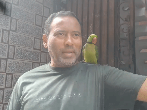 मेरठ में 6 महीने बाद घर लौटा तोता ‘किट्टू’:अब ज्यादा ‘मम्मी’ बोलता, फल के बीज खाता; पहले से ज्यादा सो रहा
