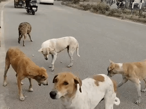 कानपुर में माइक्रो चिप से होगी स्ट्रीट डॉग की पहचान:एक क्लिक पर लोकेशन, वैक्सीनेशन और नसबंदी की जानकारी मिलेगी