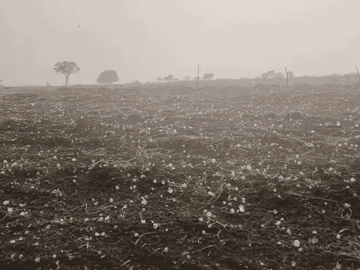 दतिया में वैशाख में ओले-बूंदाबांदी, पश्चिमी विक्षोभ से मौसम बदला:दिन में 37॰ और रात में 19.4॰ पारा रिकॉर्ड; फसलों को नुकसान की आशंका