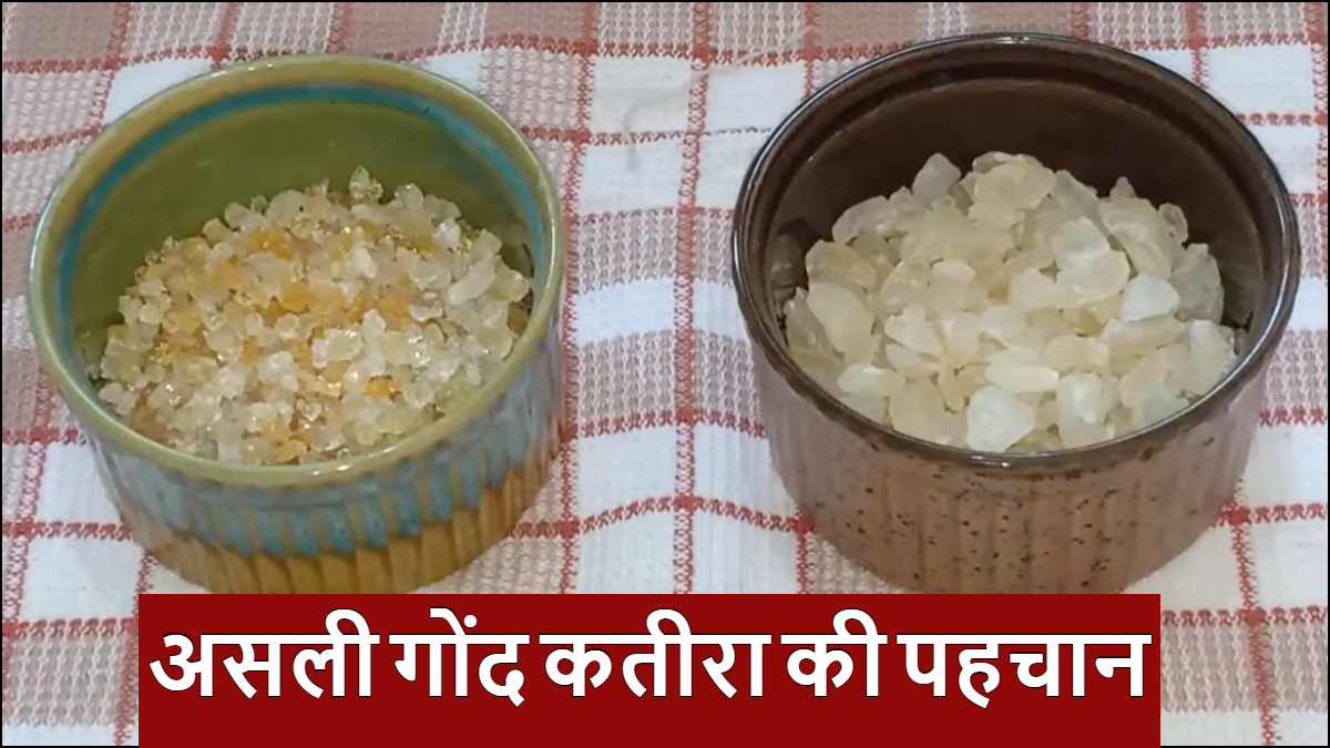 असली गोंद कतीरा की पहचान कैसे करें, गोंद से कैसे और कितना अलग होता है, खरीदने से पहले जान लें