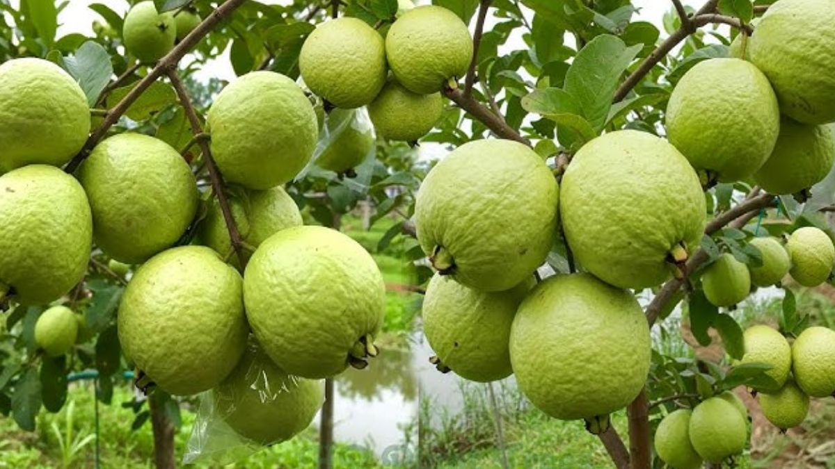 मीठे-प्राकृतिक अमरूद की पहचान कैसे करें? रंग से चल जाएगा पता, अमरूद केमिकल से तो नहीं पकाया गया