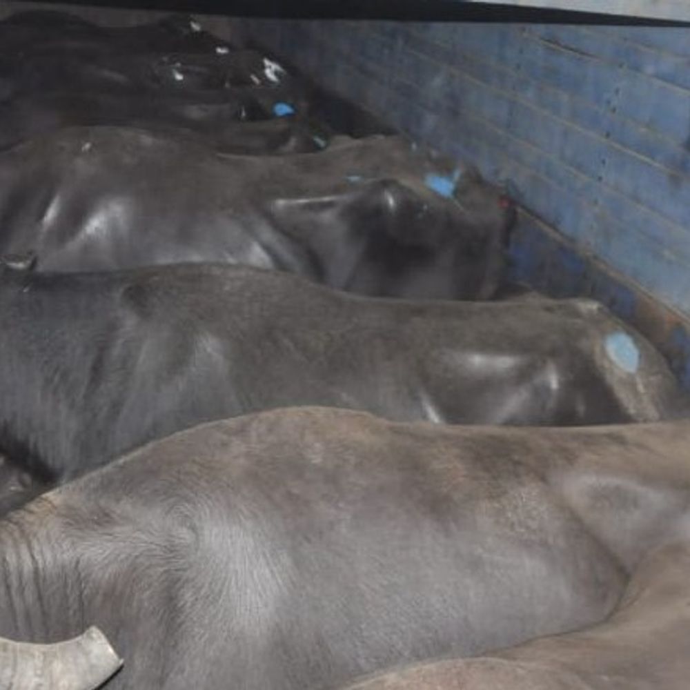 सागर में भैंसों से भरा राजस्थान पासिंग आयशर पकड़ाया:रस्सियों से बांधकर ट्रक में भर रखी थी 36 भैंसें, दो आरोपी गिरफ्तार