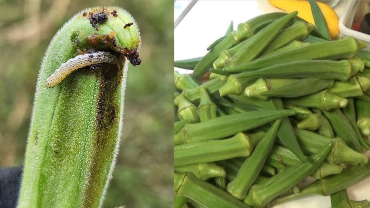 भिंडी के अंदर कीड़े हैं या नहीं? बिना काटे खरीदने से पहले इन टिप्स से लगाएं पता