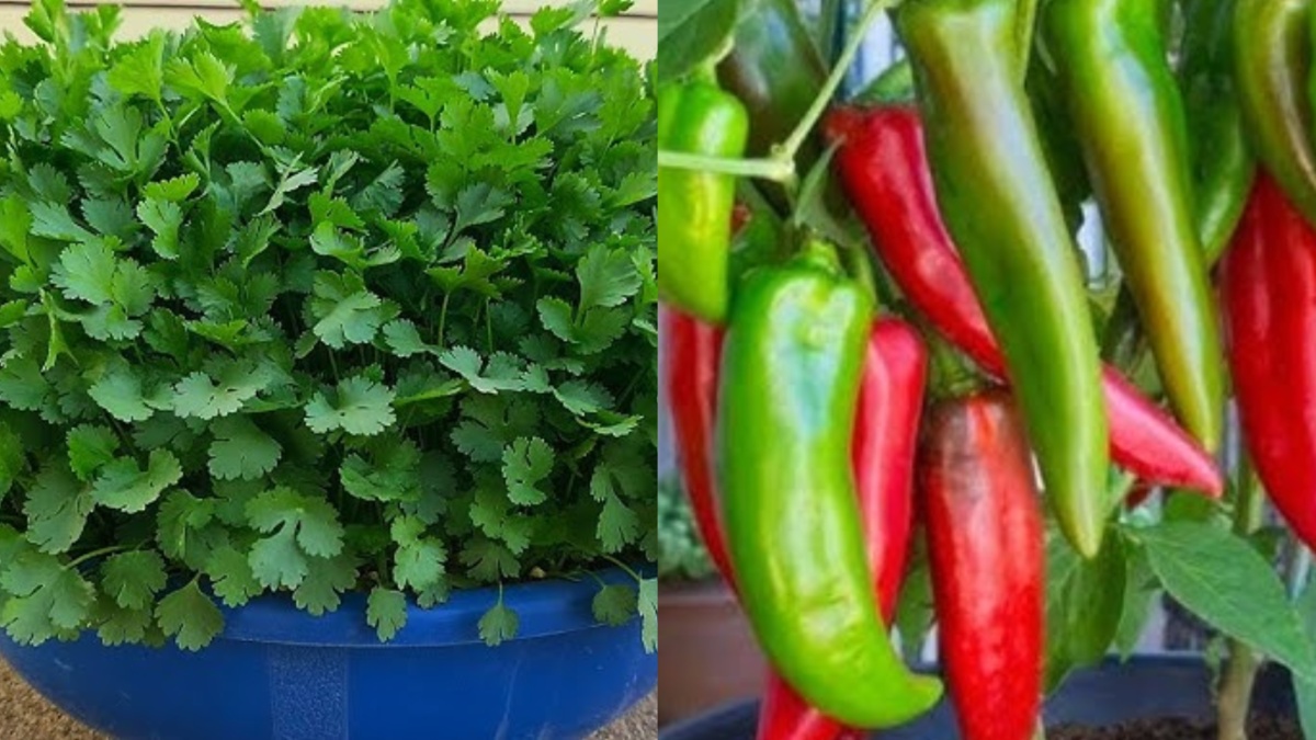 एक ही गमले में उगाएं धनिया और मिर्च, कुछ ही दिनों में लहराने लगेंगी पत्तियां, नोट कर लें स्टेप बाय स्टेप प्रोसेस