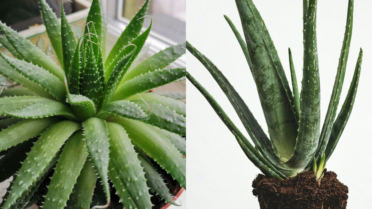 घर में कैसे उगाएं एलोवेरा का पौधा? जान लें क्या है मिट्टी, पानी और खाद देने का सही तरीका?