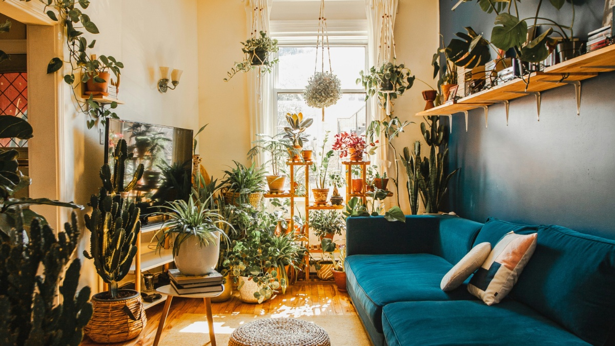 भीषण गर्मी में घर को ठंडा रखते हैं ये इनडोर प्लांट्स, बिना देखभाल के भी हरियाली रहेगी कायम