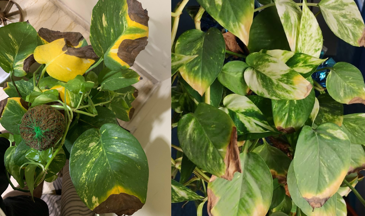 मनी प्लांट के पत्ते क्यों जलने लगते हैं, जानिए पानी या खाद किसकी है कमी, कैसे बनाएं Money Plant को हरा