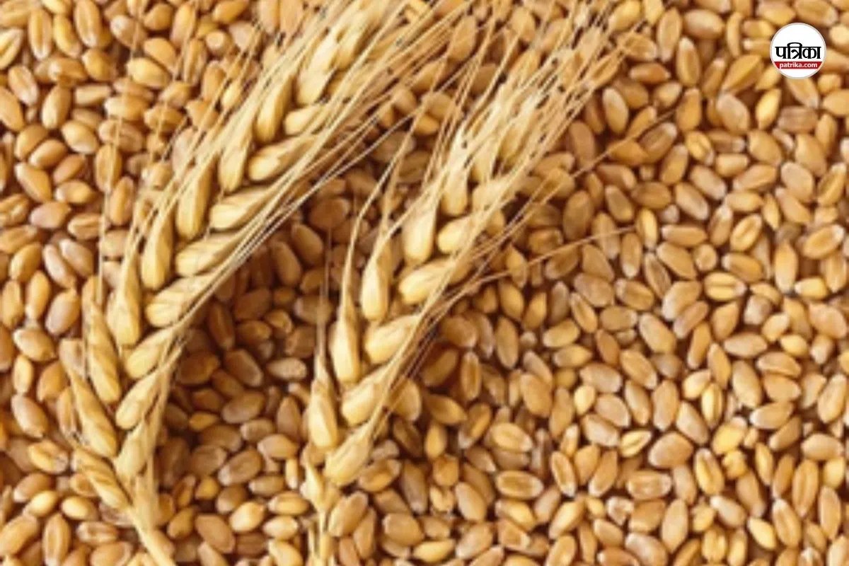 Good News: राजस्थान में गेहूं खरीद पर किसानों को सबसे ज्यादा दाम, MSP के साथ मिलेगा 150 रु बोनस
