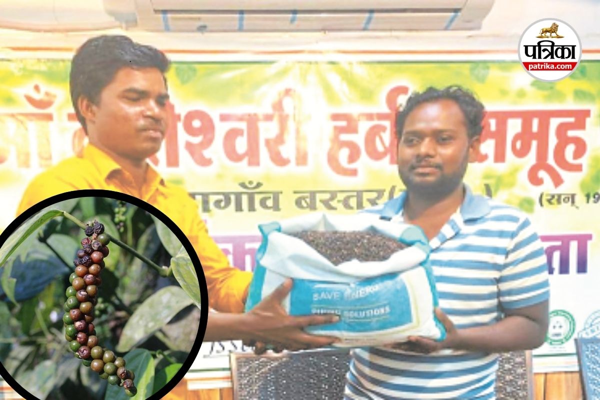 CG Farming News: बदलते बस्तर की नई तस्वीर, ‘ब्लैक गोल्ड’ की हुई शुरुआत, आदिवासी किसानों के लिए नई राह