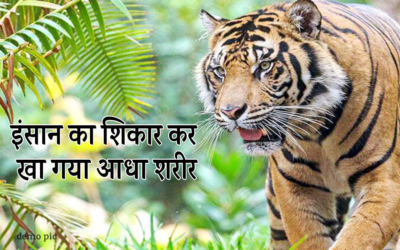 MP News: टाइगर ने इंसान का शिकार कर खाया आधा शरीर, टुकड़ों में मिली बॉडी