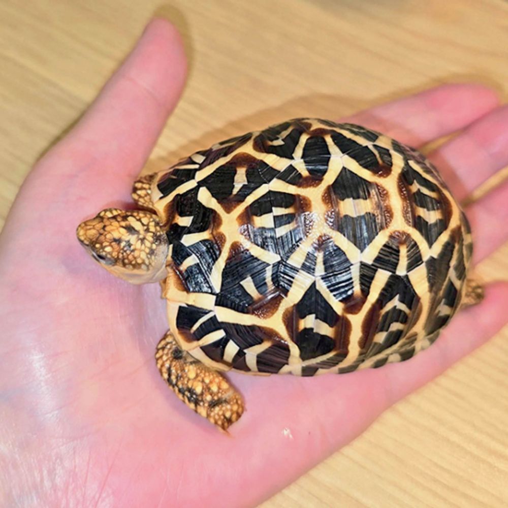 पकड़े गए तो चार साल तक की सजा संभव:तोते या स्टार कछुए पाले हैं तो वन विभाग को सरेंडर कर दें