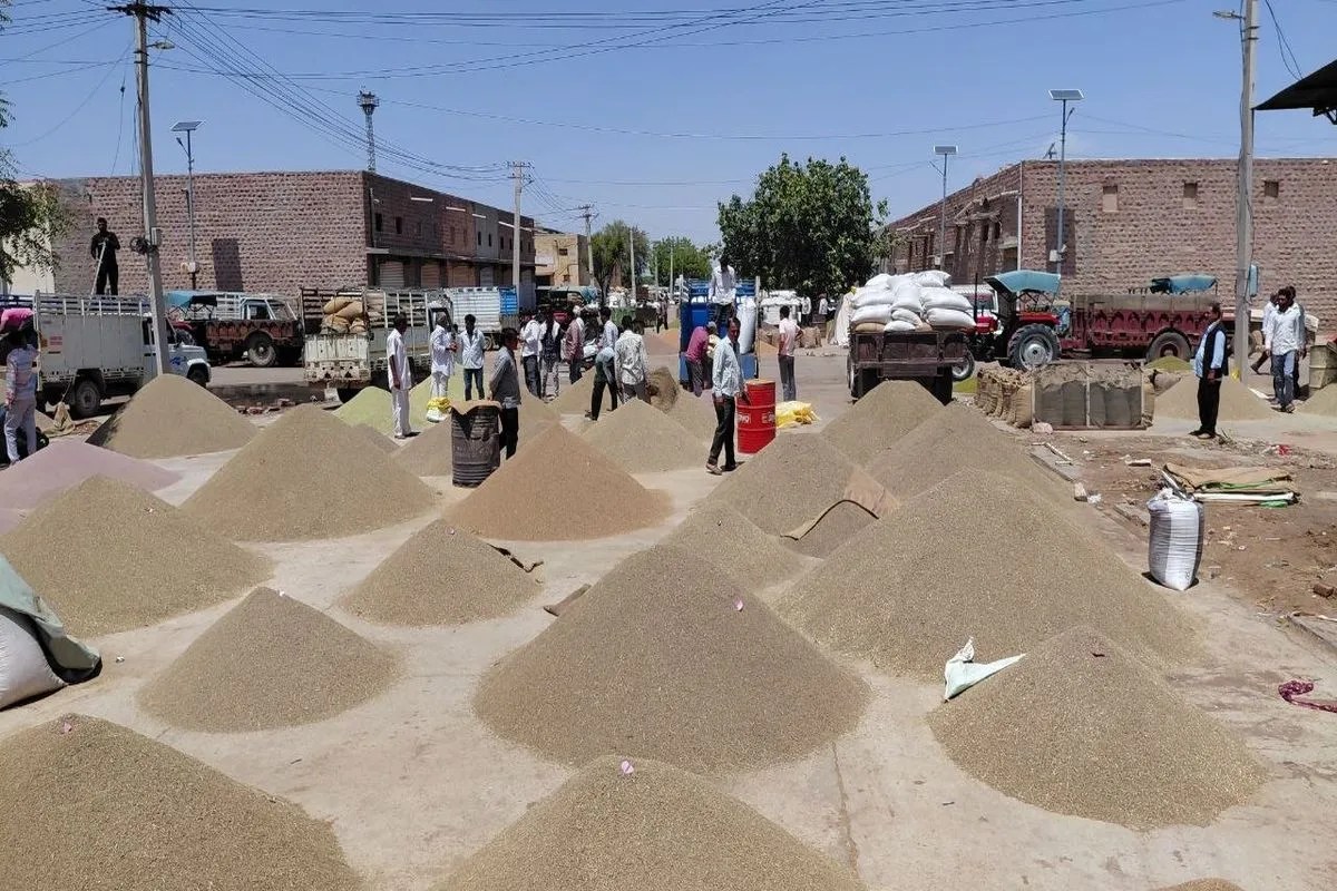 Nagaur news…कृषि मंडी के कारोबार में जीरा प्रति क्विंटल चार हजार नीचे गिरा, सौंफ में आई तेजी