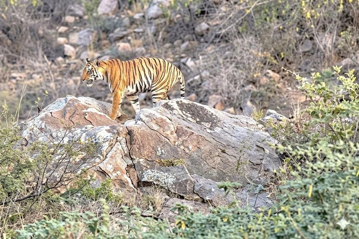Alwar: टाइगर की दस्तक से दहशत, ग्रामीणों ने बनाया वीडियो, वन विभाग ने दी चेतावनी 