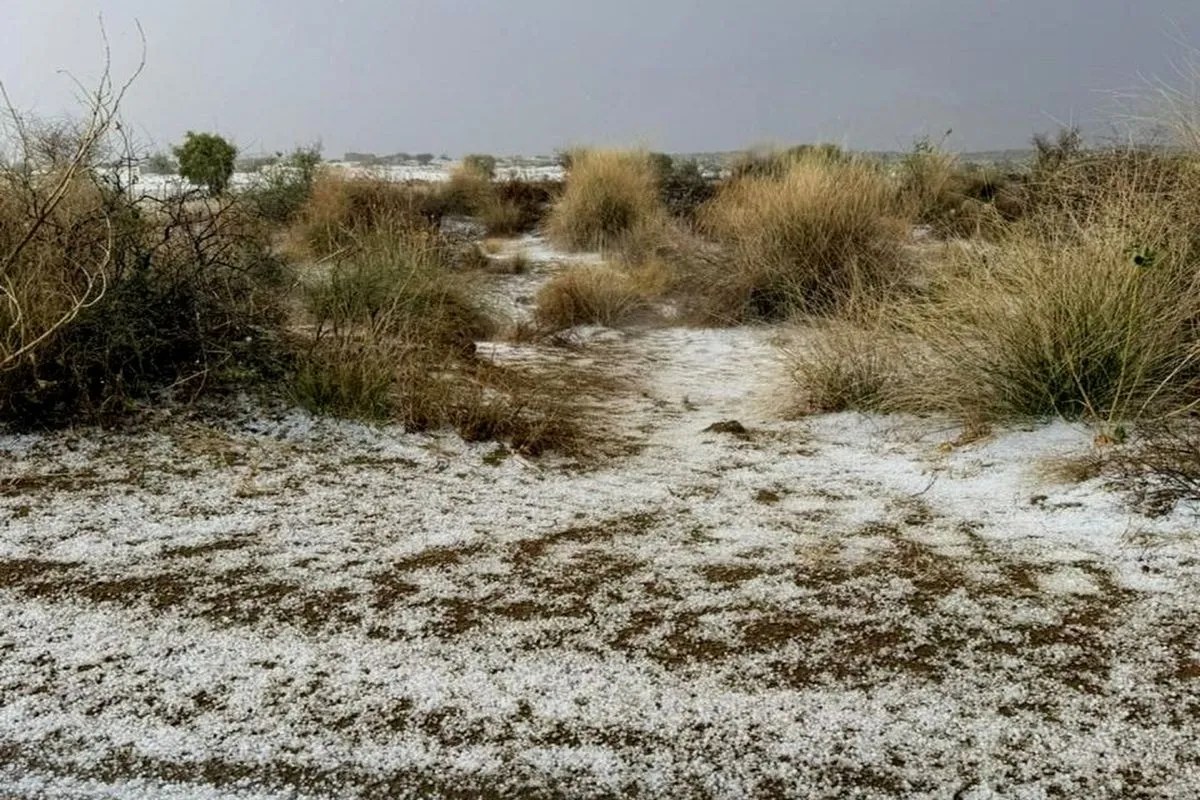नाचना क्षेत्र में ओलों की चादर बिछी, कई इलाकों में बेमौसम की बारिश से किसानों का नुकसान