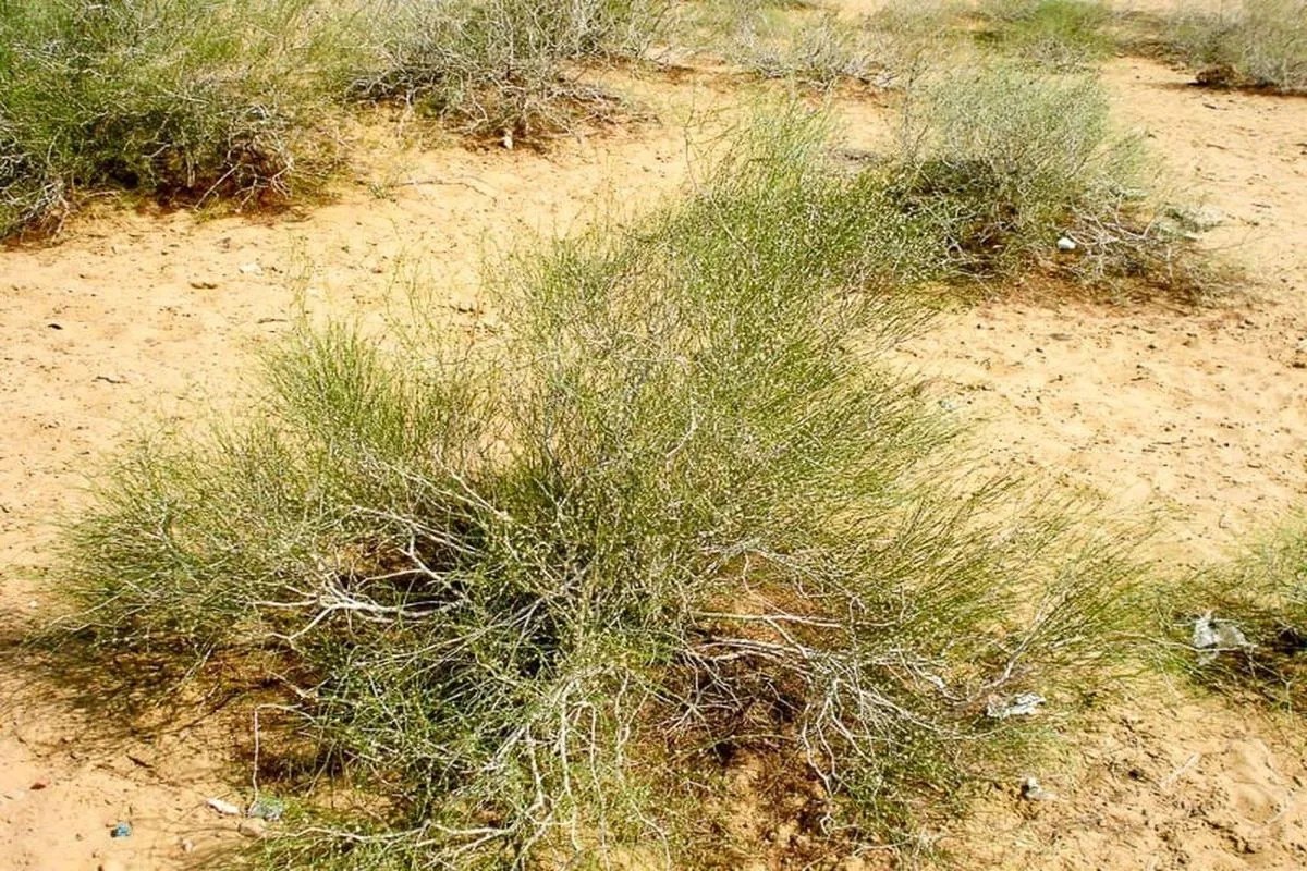 मरुस्थल में फोग झाड़ी लुप्तप्राय, संरक्षण के बिना गहरा रहा संकट