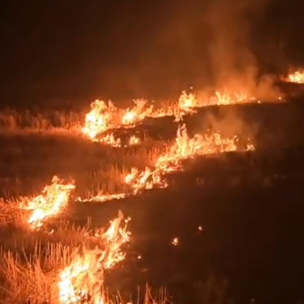 छिंदवाड़ा में नरवाई जलाने पर सख्ती:14 एफआईआर दर्ज, 497 मामलों की सैटेलाइट से पहचान