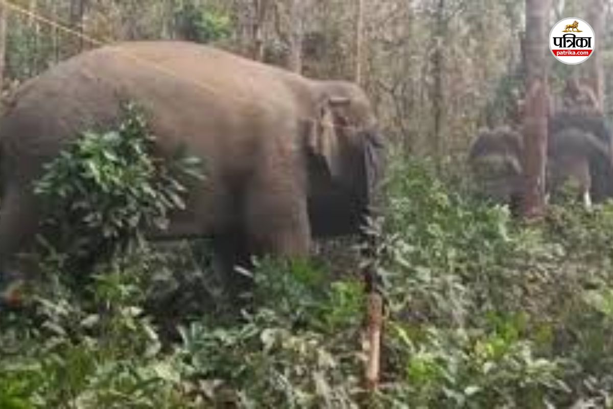 CG Elephant Terror: रायगढ़ में हाथियों का आतंक, 123 हाथियों की मौजूदगी से गांवों में दहशत