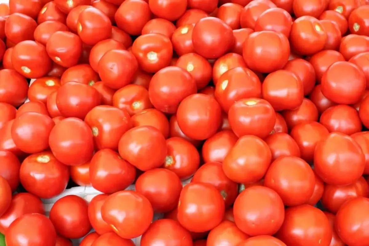 Muhana Mandi : थोक मंडी में आज टमाटर व हरी मिर्ची बिकी सस्ती, नींबू, ​भिंडी व टिंडा हो रहा महंगा