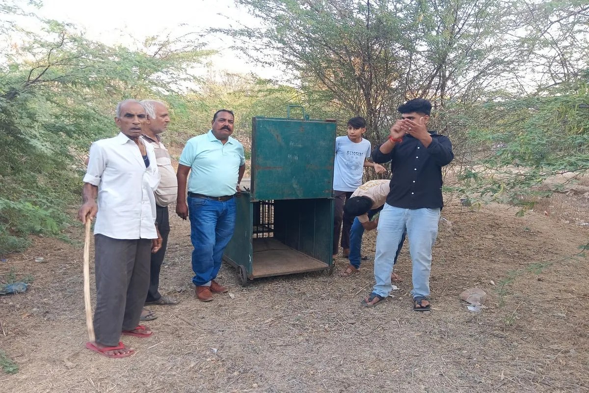 पैंथर की दस्तक, ग्रामीणों में खौफ, वन विभाग ने लगाया पिंजरा