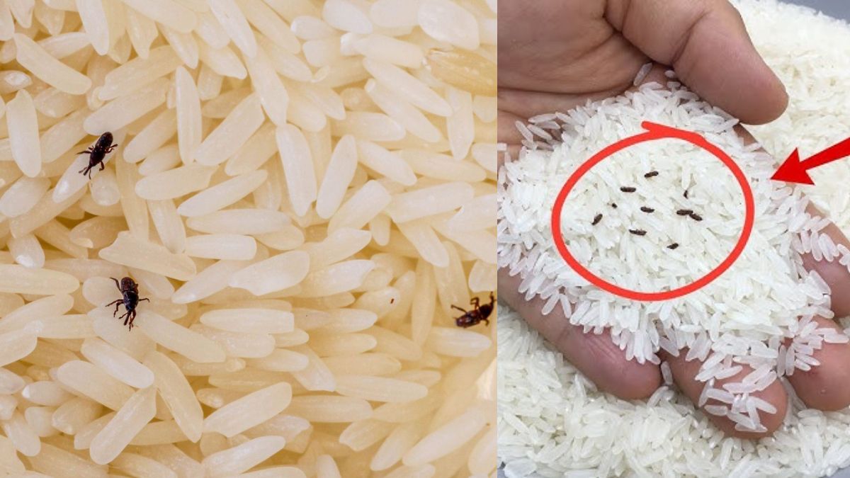 चावल, गेहूं में दोबारा नहीं लगेंगे घुन और कीड़े, बस अपनाकर देखें ये नुस्खे, सालों तक रहेंगे फ्रेश