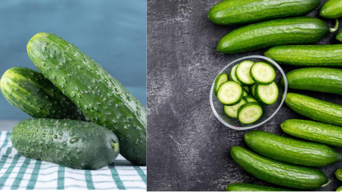 ताजा और बासी खीरे की पहचान कैसे करें, इस ट्रिक से मिनटों में करें पता, फ्रेश Cucumber खरीदने में मिलेगी मदद