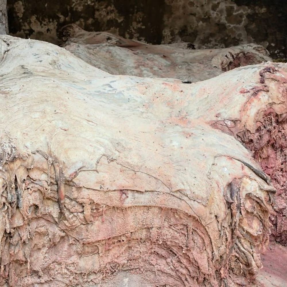 खंडवा में चर्बी से बन रही थी आइसक्रीम:वकील भाइयों ने मजिस्ट्रेट को दिया घूस का ऑफर; मुख्य आरोपी गिरफ्तार, NSA की तैयारी