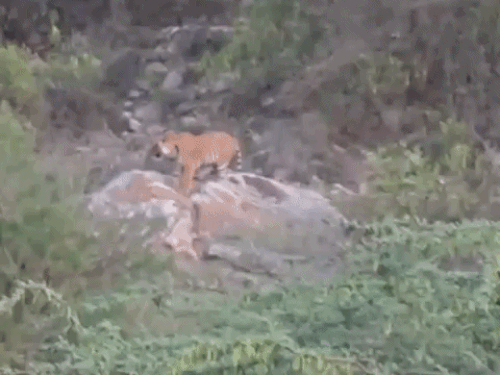 फॉर्म के बगल में पहुंचा टाइगर VIDEO:बच्चों ने कमरे की छत से बनाया वीडियो, दूसरे दिन भी आसपास में घूम रहा