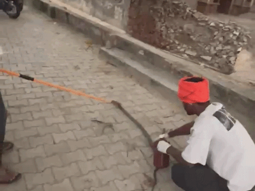 भिवानी में घायल ब्लैक कोबरा का रेस्क्यू; VIDEO:कांटेदार तार में फंसने के कारण चली चोट, गौ रक्षा दल की टीम ने किया उपचार, सुरक्षित छोड़ा