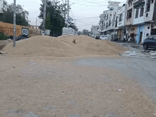 भिवानी मंडी में सड़कों पर आया गेहूं:उठान धीमा@32%, जिले की 13 मंडियों में 1.60 लाख मीट्रिक टन से ज्यादा आवक