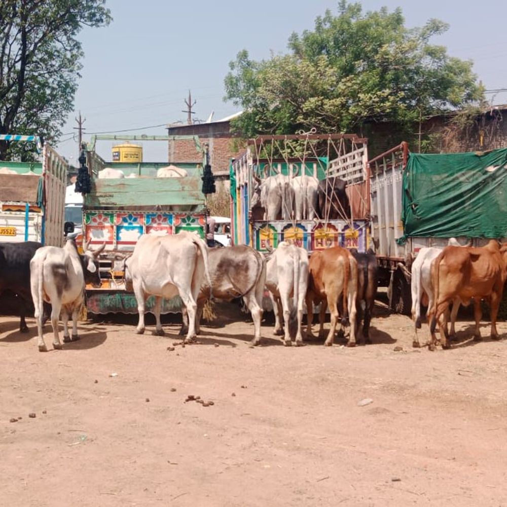 बालाघाट में 48 गौवंश और 6 पिकअप पकड़े:गौतस्करी के आरोप में पुलिस ने की कार्रवाई, गौसेवक बोले-संगठित गिरोह सक्रिय