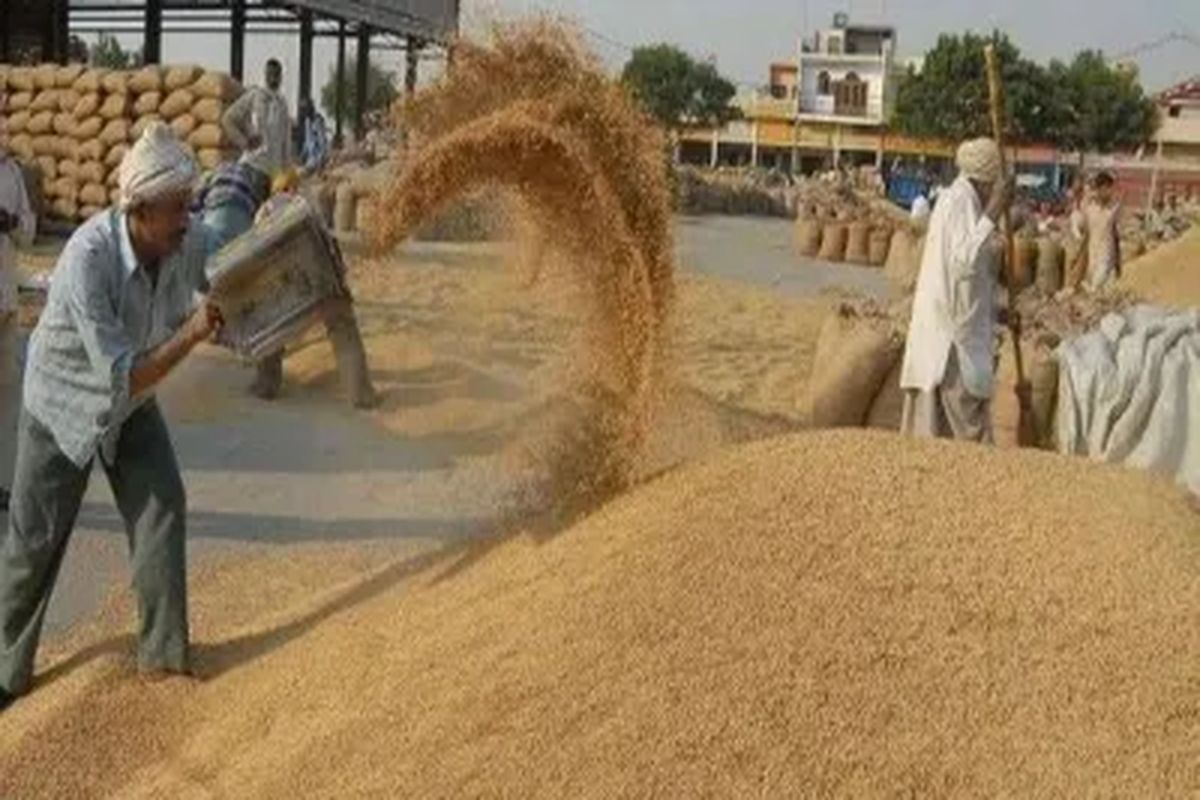एमपी में किसानों को बड़ी सुविधा, गेहूं खरीदी में तौल पर्ची बनाने का समय बढ़ाया