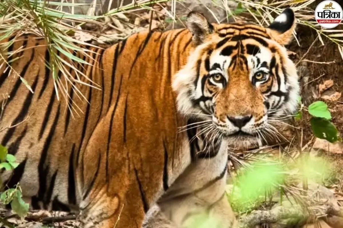 बाघ-तेंदुओं से घिरा भोपाल, 10 दिन में 5 गाय-भैंसों के शिकार से दहशत में आए लोग