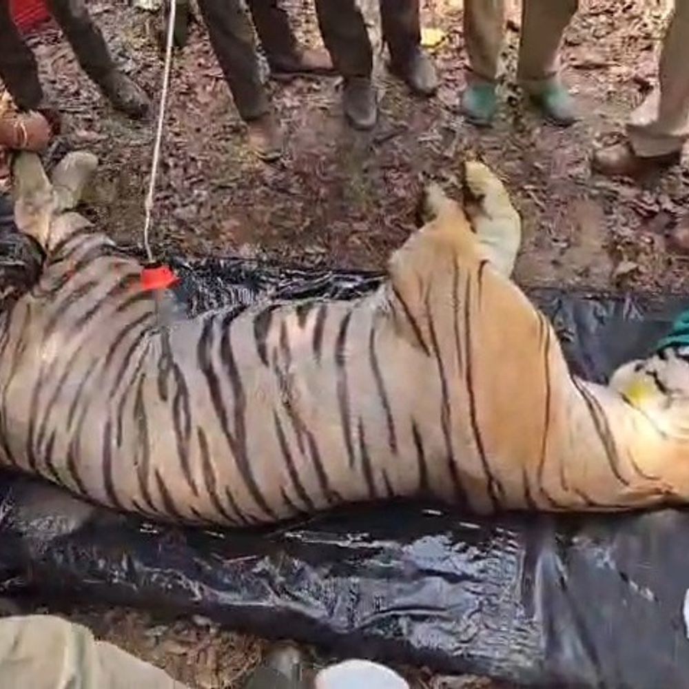 कान्हा में दो घायल बाघों का सफल इलाज:CDV जांच निगेटिव, स्वस्थ होने पर जंगल में छोड़ा गया