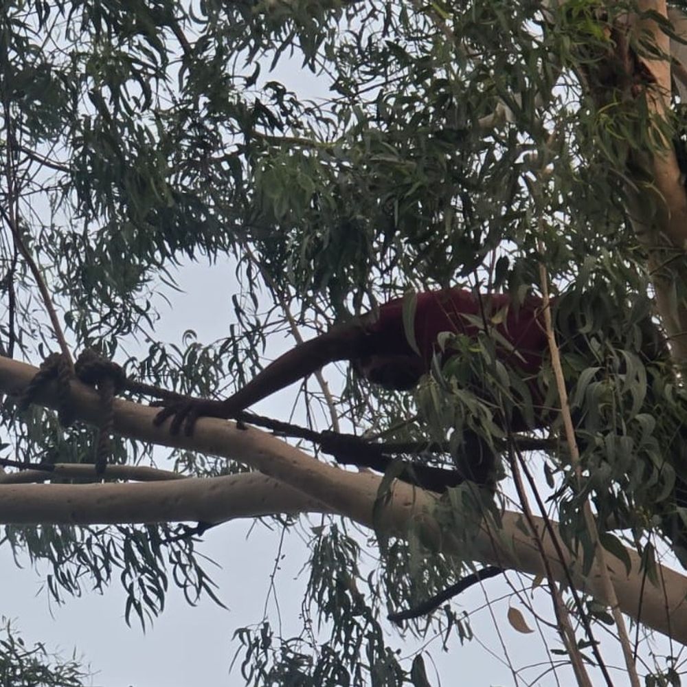 बिजनौर में चाइनीज मांझे में फंसी चील:वन विभाग ने 50 फीट ऊंचे पेड़ से दो दिन बाद बचाया