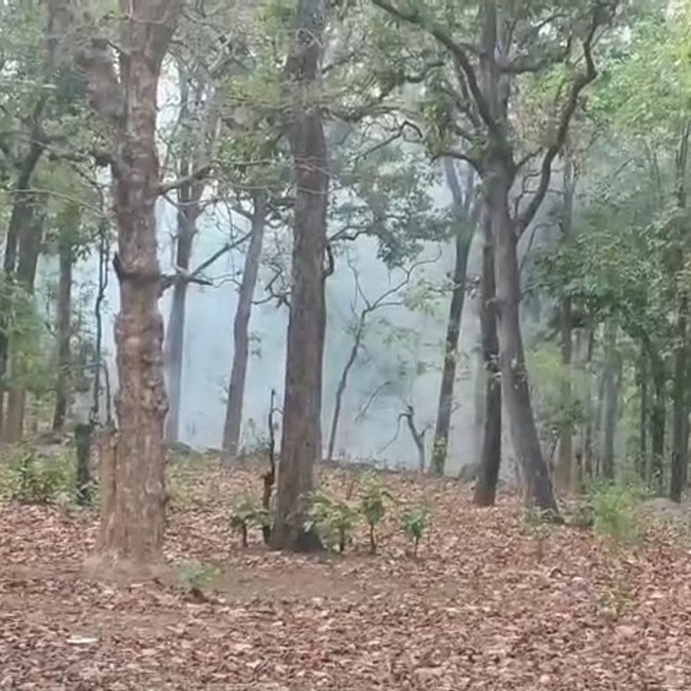 सिंगरौली के माड़ा रेंज जंगलों में भीषण आग:वन संपदा, वन्यजीवों पर संकट; गर्मी से लगातार बढ़ रही आगजनी की घटनाएं