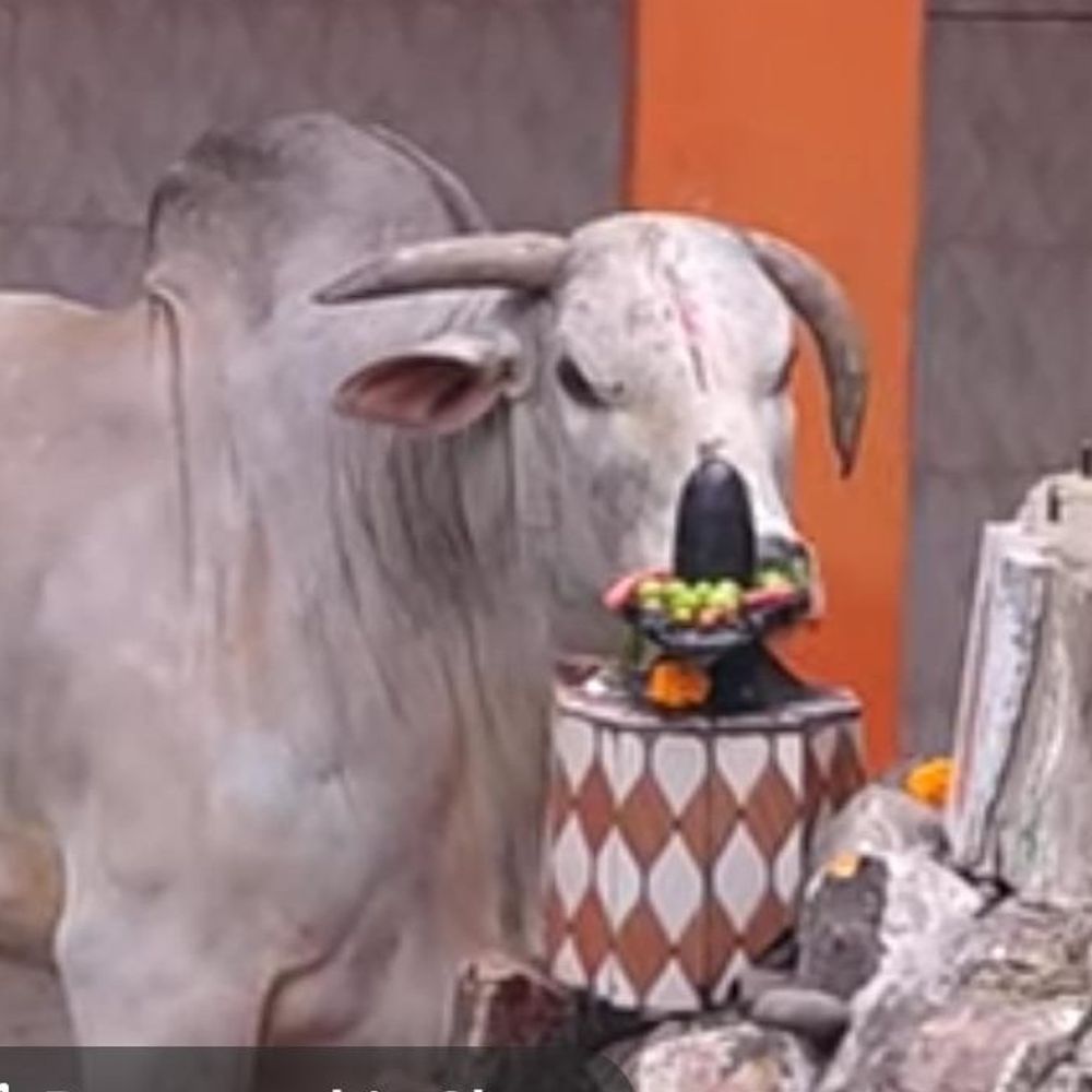 महेंद्रगढ़ में डीजे के साथ निकाली सांड की अंतिम यात्रा:तारों में फंसने से हुई थी मौत, शिव मंदिर के पास बनेगा समाधि स्थल