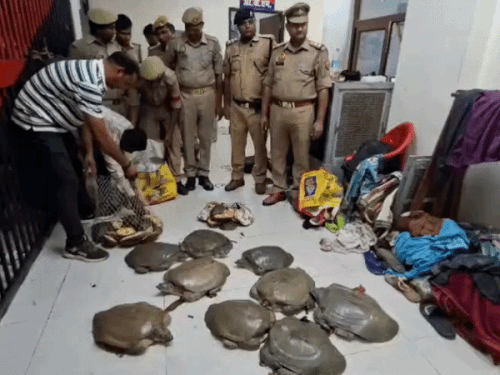 वाराणसी के कैट स्टेशन पर ट्रेन में मिला कछुआ:दून एक्सप्रेस के जनरल डिब्बे में तस्कर कर रहे थे सफर, पुलिस तलाश में जुटी