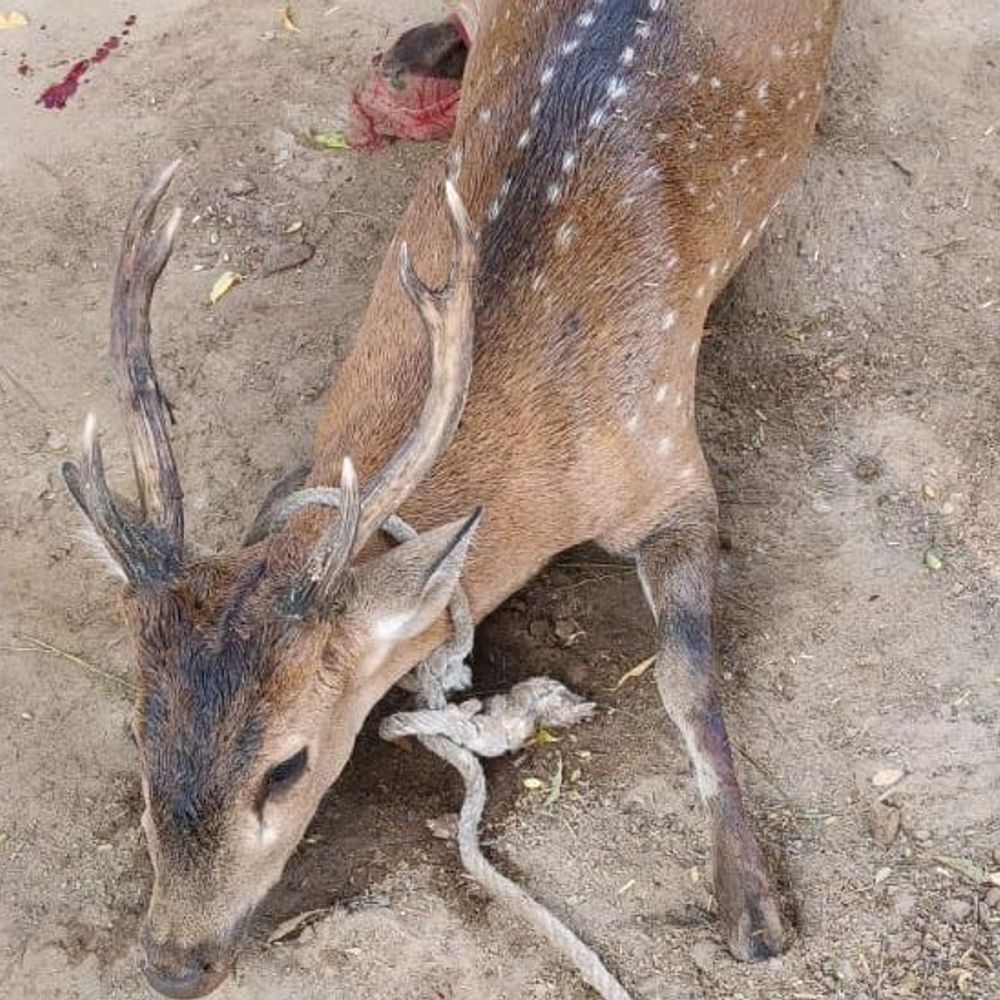 बाराबंकी में अज्ञात वाहन की टक्कर से बारहसिंगा घायल:खेत के पास घायल पड़ा मिला, वन विभाग ने किया रेस्क्यू