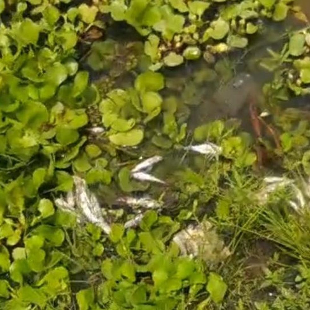 कोरबा के अहिरन नदी में सैकड़ों मछलियां मृत मिलीं:बारूद विस्फोट से शिकार की आशंका, पेयजल आपूर्ति पर खतरा, कार्रवाई की मांग