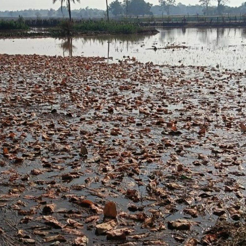 कोंडागांव में बेमौसम बारिश से तेन्दूपत्ता खराब:हजारों गड्डियां भीगीं, वन विभाग बोला- भीगे पत्तों को सुखाने की कोशिश जारी